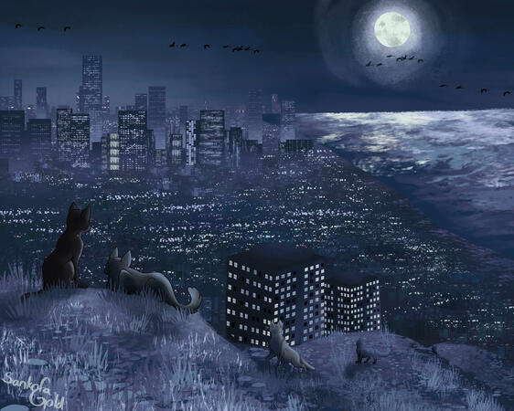 Five Cats Over Chicago